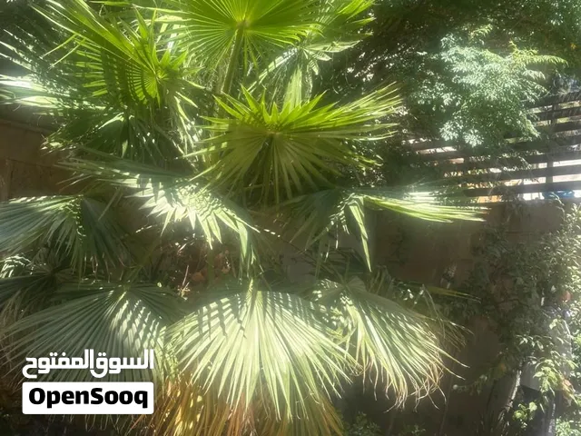 يتوفر لدينا نخيل واشنطونيا زينه