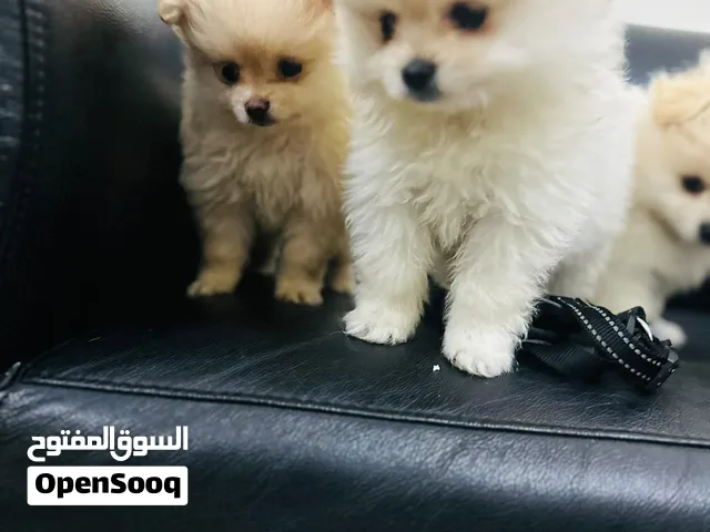 tea cup 2 month Pomeranian puppies