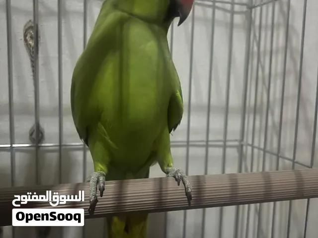 ببغاء الدرة