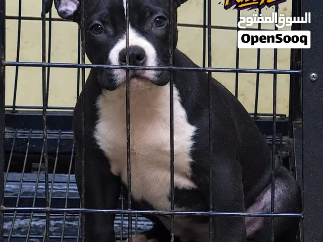 جرواية اميركن بولي