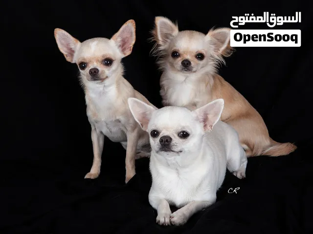 مطلووب كلبهه الشيواواا