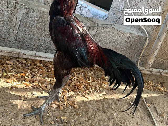 ديك تايلندي