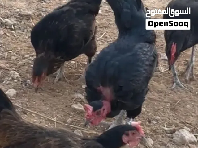 3 جاجات بلدي بياض وديك