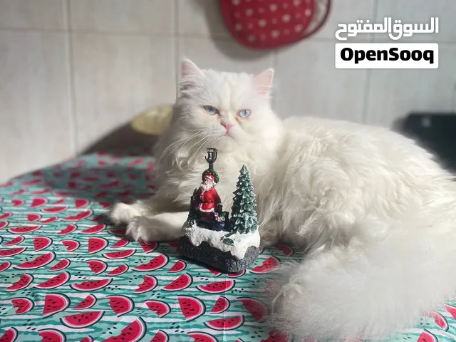 Persian cat very clean fully vaccinated only for mating قطه بيرشن بيظاء عيون زرقاء للتزاوج بدون رسوم