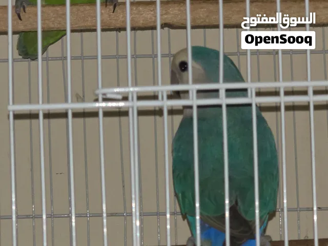 love birds