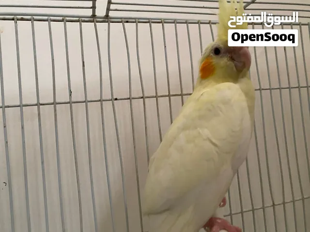 انتايه كوكتيل أليفه عين حمره للبيع أقرا الوصف