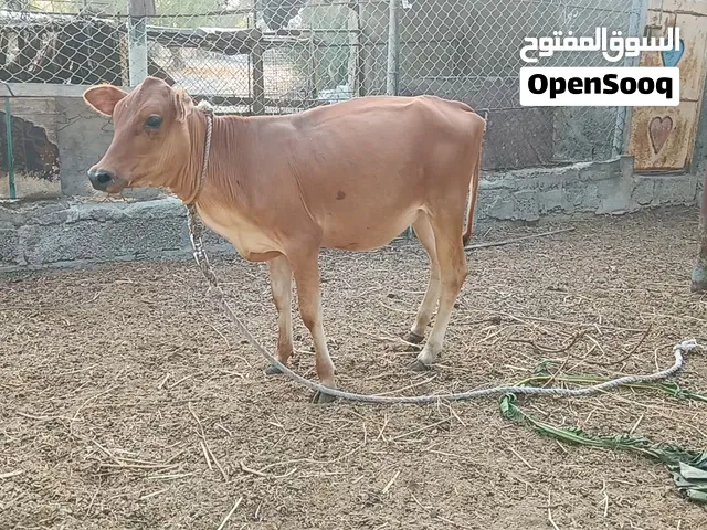 عجله تهجين جيرسي باكستاني سلاله 100 ٪