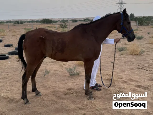 خيل للبيع العمر 8