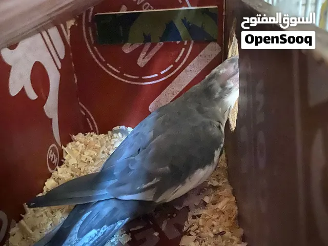 متاح طيور حلوات ونضاف