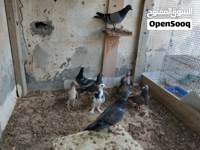حمام عربي 7اطرف اكبار فروخ