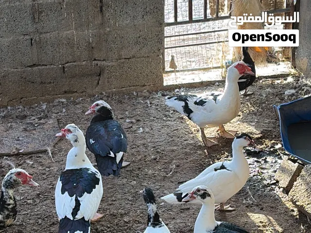 بط مصري زوج