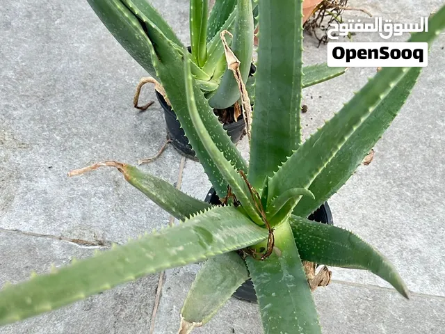 للبيع نبات ألوفيرا صحي وجميل