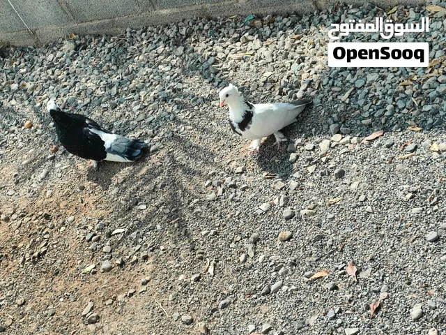 حمام للبيع