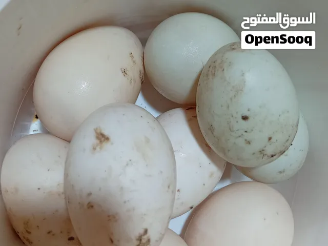 السلام عليكم بيض للبيع