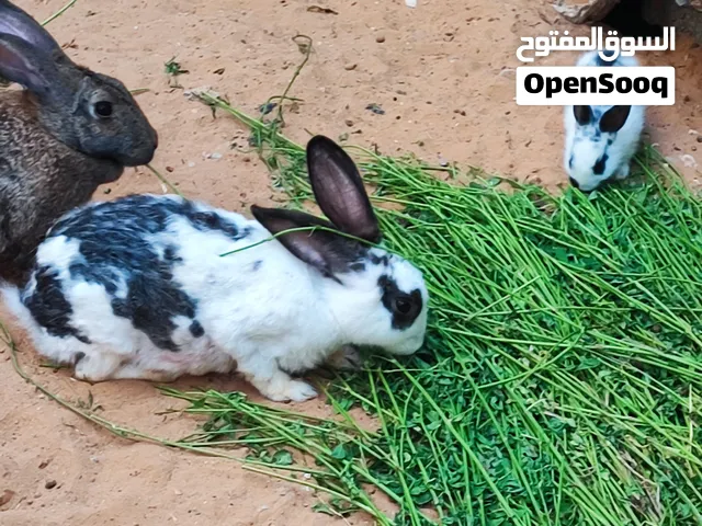 ارانب المانيات