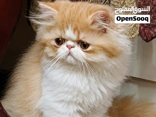بيرشن مستوي عالي