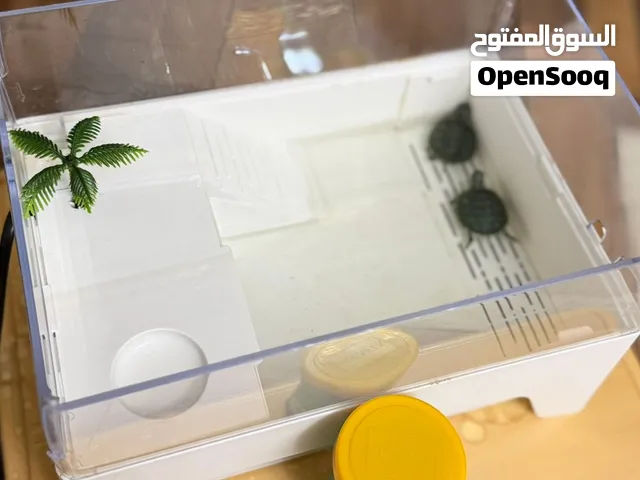 سلحفتين مائيتين صغيرتين 120 درهم وقابل للتفاوض