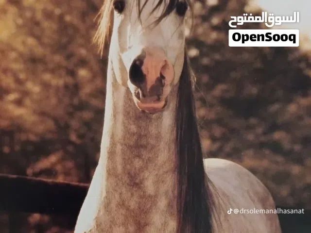 حصان عربي خط جمال جواز