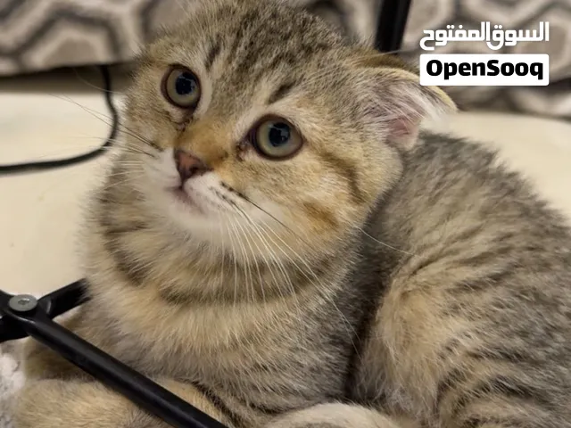 قطط سكوتش فولد إناث،، Scottish Fold Femal