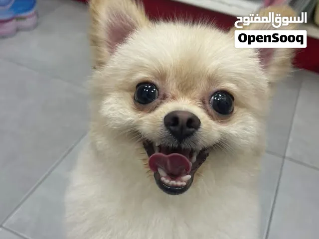 كلب بومرنيان