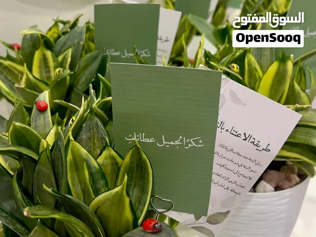 خصم خاص لمحبين النباتات الداخلية نباتات داخلية تدوم كذكرى جميلة، تنمو مع الوقت وسهلة العناية