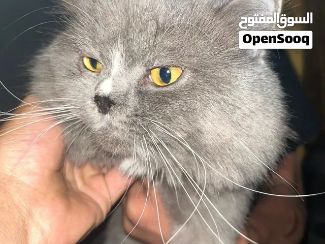 هاملاي ااا