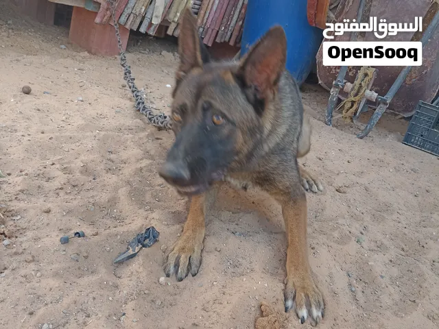 كلب البيع .