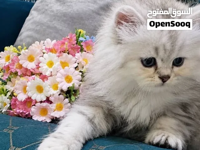 قطه تحافه شهر ونص الموقع اب ويوجد توصيل