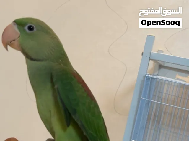 نيبالي  قبل ثلاث أسابيع مخلص غر او للبدل ف كياك