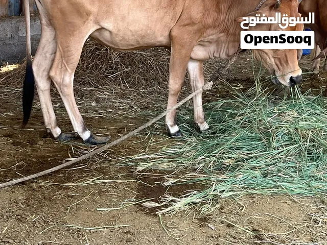 بقرة محلية عشار