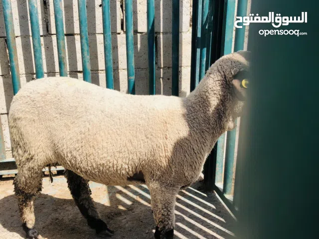 خدمة دبح العقيقه والنذر والاضحية والتوزيع بوصلك اياها وين ماكنت  روماني حجم صغير وحجم كبير  بلدي ب