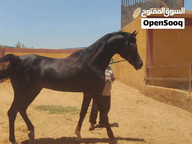 فحل عربي مصري ادهم فاخر احلي مقاس السعر فرصه لن تتكرر