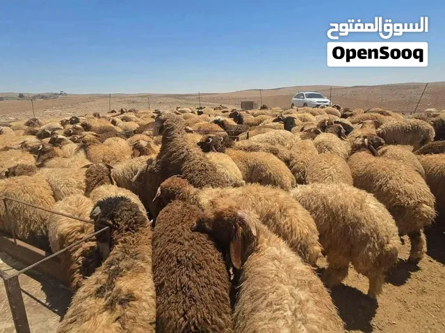 اغنام للبيع