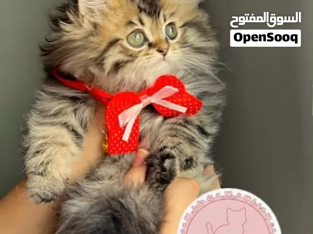 مون فيس بيور وبره كثيفه أطراف قصيره  عمر 50يوم  ر