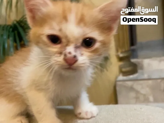 ماعرف نوعهم بس الام شيرازيه