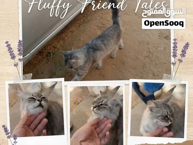 قطة مهجنة جميلة جداً (مكس شيرازي)