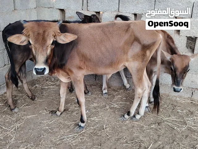 عجاله 3 محليات ما شاء الله إلا يريد للتربيه