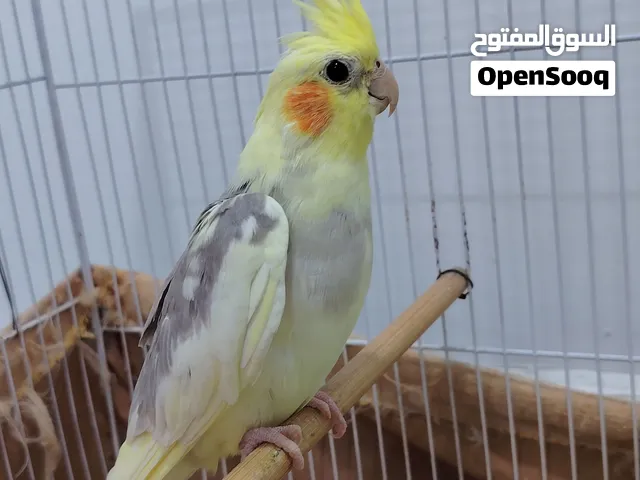 كوكتيل للبيع عدد 3 بيهن طيرة جاهزه
