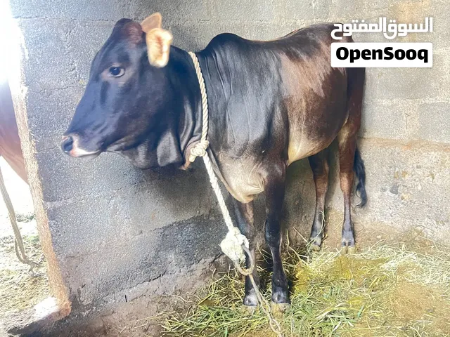 بقرة هي وبنتها تابع الوصف