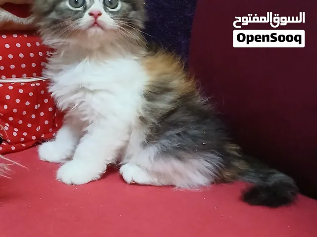 شيرازي مون فيس