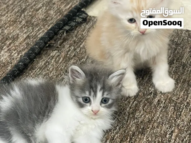 قطط لي تبيني صغار في العمر كما موضح في صور