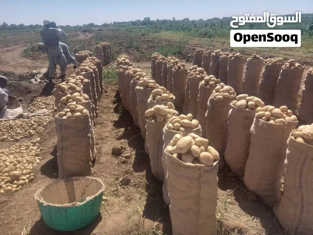 أرض زراعة المساحة 120 فدان الريف الشمالي
