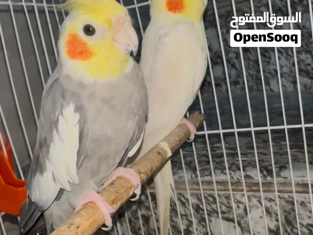 للبيع كوكتيلات نيزابيلي وحشي مزاوجين مفرخات بيضه وحده