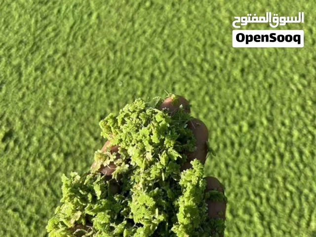 نبته ازولا
