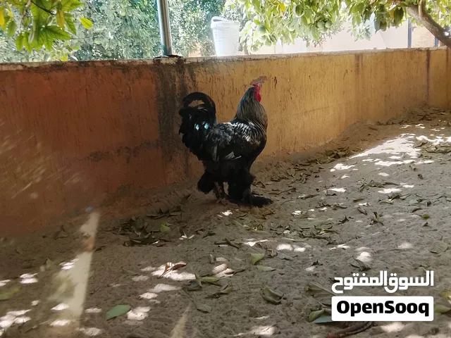 فروج برهما ربي يبارك