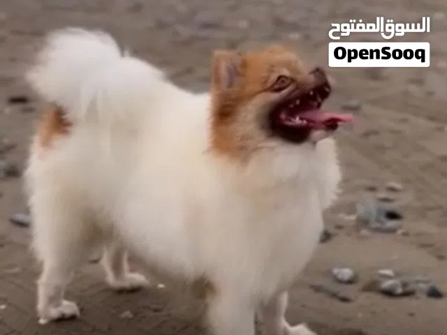 كلبه اليفه ولعوبه معا الاطفال