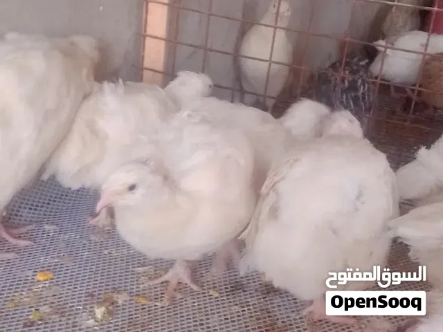 بسم الله الرحمن الرحيم متوفر بيض فري مخصب للفقاسات والمائدة ومتوفر فري للاكل  الموقع صويلح