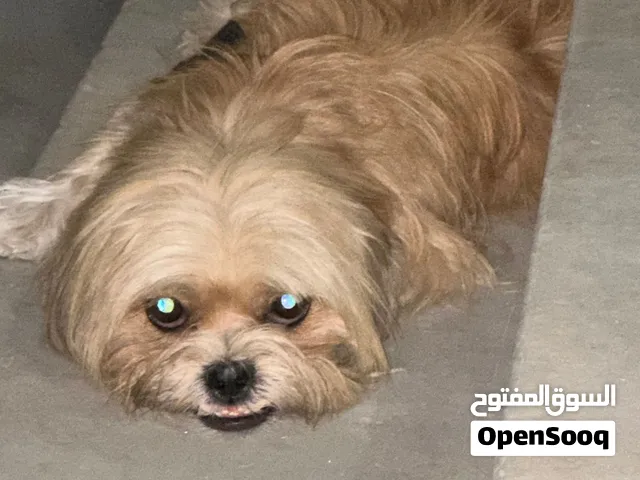 كلب شيه تزو