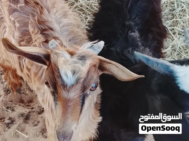 تيوس للبيع 2