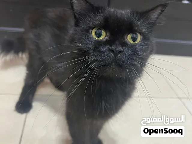 Persian black Female cat for Free Adoption